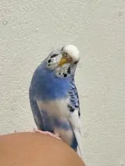 Satuki