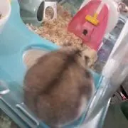 おもちさん(*´ㅈ`*)の画像