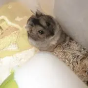 ちょこちっぷッ୨୧の画像