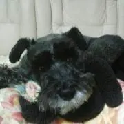 Bobchan