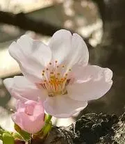 ちゃままんの画像
