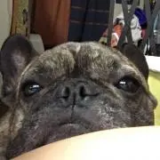 pukuの画像