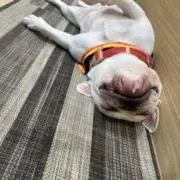なちの画像