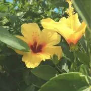 さきの画像