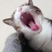 ヤマダ