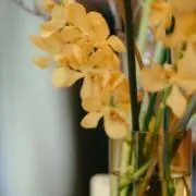 Amiの画像