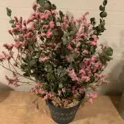 トトロの画像