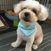 おいぬさん