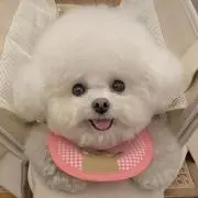 いぬの画像