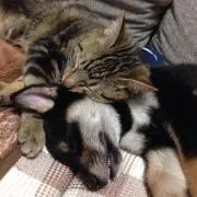 ヤーマー