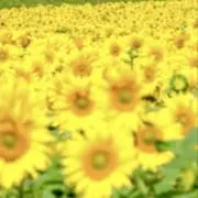 向日葵の画像