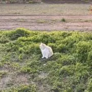 はく