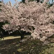 むーの画像