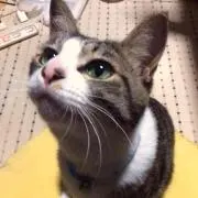 どあーず