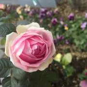 あんにゃ