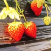 みぃ＊プロフ必読の画像