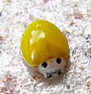 ☆G4