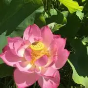 あさぽこの画像