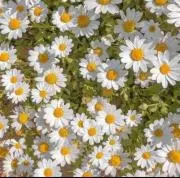 Margaret プロフ必読⭐︎の画像