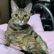 すずちゃん