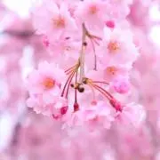 掘り出し物の画像