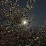 yokoの画像