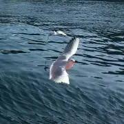 元気くん