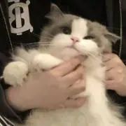 ちょんの画像