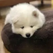 ねるまるの画像
