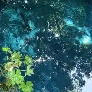 さくの画像