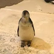 tetsuitsuの画像