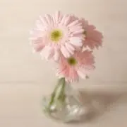 おせいせいの画像