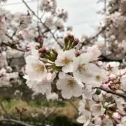 つっちーの画像