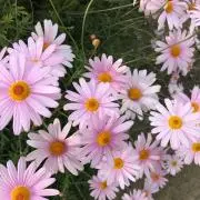 はなこの画像