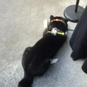 しお