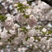 のんりこの画像