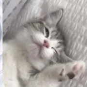 まるの画像
