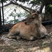 はしもとの画像