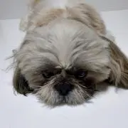 てんぷらソバの画像