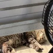 みーぅの画像
