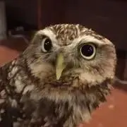 なかたかなの画像