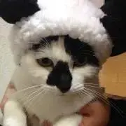 みーこ