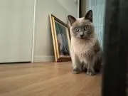 ねいぴあ