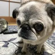 みやもっちゃん