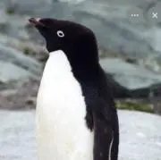 アデリーの画像