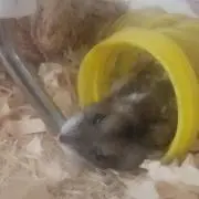 トニオの画像