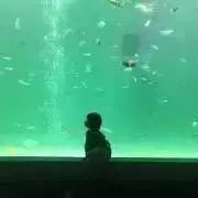 ぽぽりん