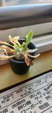 やまの画像
