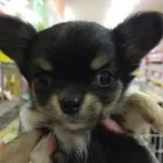 ちゃまお