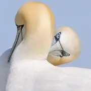 コンゴレの画像